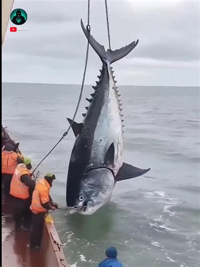 💥😱Most Expensive Fish in the World‼️🤑💸 #shorts #facts