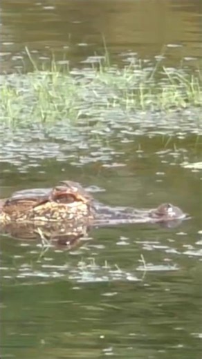 Juvenile alligator and 2 frogs just trying to catch something to eat in The Villages, Florida