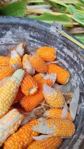 The process of removing corn from its husk -Agriculture farming #shorts