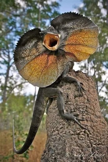 𝗦𝘁𝗼𝗿𝘆𝟰𝗦𝗼𝘂𝗹 | Frilled-neck lizard ~ A stressed frilled lizard will “frill out” with its mouth open, and it will probably hiss and may even try to bite you, or ... | Facebook