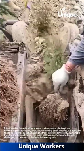 Tree Planting Process: Worker Carefully Plants Saplings Using Modern Technique