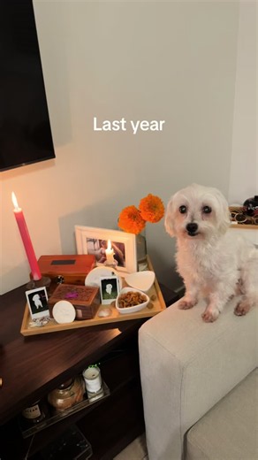 Day of the Dead for Pets: October 27th — Remembering Bella and Her Sisters
