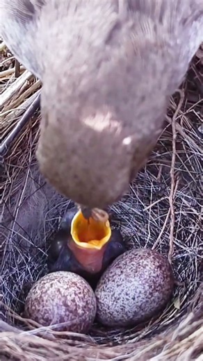 UNBELIEVABLE: Mother Bird Bathes Newborn Baby & Cleans Nest(P2) #shorts #shortvideo #viral #trending