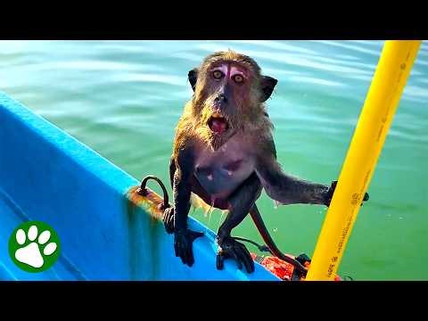 Terrified Monkey Rescued From Drowning
