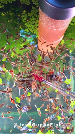 Not everyone has to love the spooky bloodworms. It's totally fine to look away, feed your guppies, and survive this Halloween's trypophobia creeping in. Happy Halloween! #Aquarium #Guppy