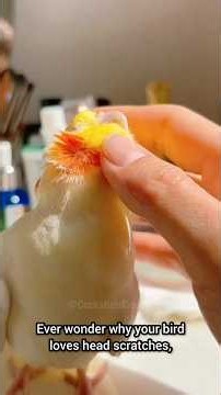 Why Head Scratches Are Everything: The Truth About Petting Your Bird ✨🐥❤️ #cockatielbehavior