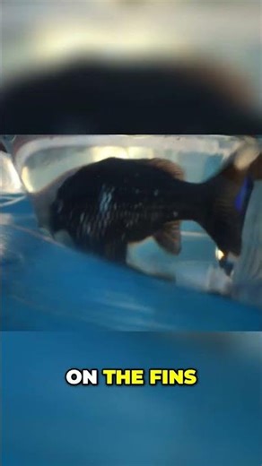 Amazing Black Koi Fish with Red Circle Head! #shorts