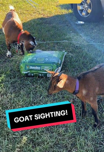 You never know what you’ll see. #NASCAR | nascar