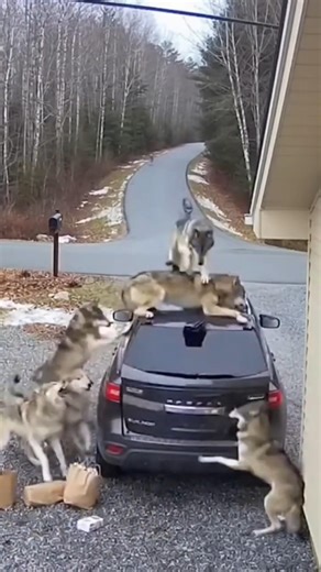 I Was Trapped! Wolves Closed In Fast! #wolves #animals #shorts