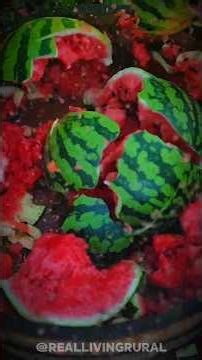 फालो का कुदरती रंग | Making Food Colour 🍉🥻 || #minivlog