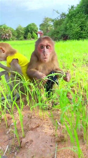 Happy Time With Sister #monkey #animals #cute #icy #bea3 #viral