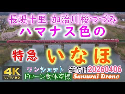 ハマナス色のＥ６５３系特急いなほ 長堤十里加治川桜つづみと残雪の二王子岳と羽越本線加治川橋梁 新潟県新発田市 【４Ｋドローン鉄道動体空撮】ワンショット60fps 運転日２０２６年０４月０６日