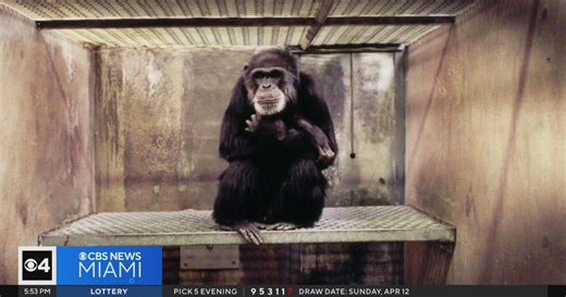 Fort Pierce chimp sanctuary warns: Viral videos mislead—chimps are not pets