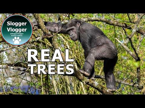 Incredible Day With the Bristol Zoo Project Gorilla Family