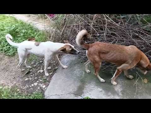 Stray dogs 🐕 eating 😋 chicken feet 🐔 🐥 Cloudy day in Mountain village ⛅️ ☁️ Boston