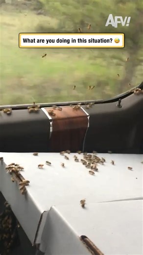 I would bee freaking out way more than that 🐝 #afv #funnyvideos | America's Funniest Home Videos