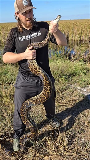 HOW TO FIGHT A PYTHON!