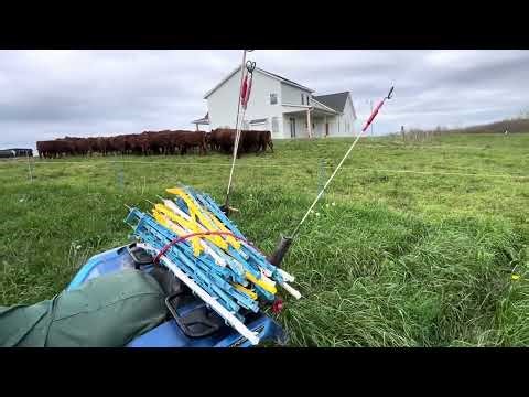 Greg shows what spring pasture should look like when starting spring grazing rotation.