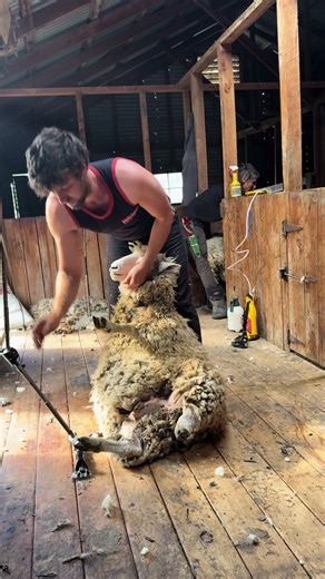 Efficient Sheep Shearing Techniques for Better Results
