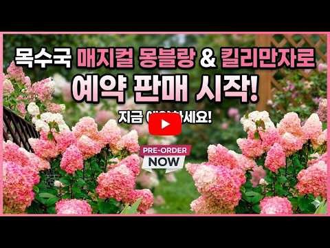 [26년봄 예약 11탄] 더 단단한 줄기, 더 풍성한 꽃, 강한 내한성 매지컬 목수국 & 목수국 붉게 물들게 하는 방법?