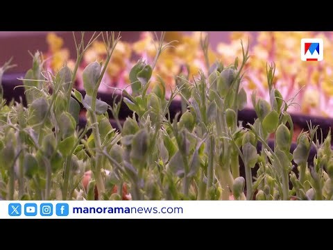 '40 ഇരട്ടി പോഷകം': മൈക്രോ ഗ്രീൻ കൃഷിയിൽ ലിയോ ഡേവിഡ് | Wayanad