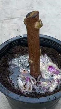 BEST Way to Grow Java Plum TREE Quickly and Easily in Pot At Home #javaplum #grow #grafting #plant