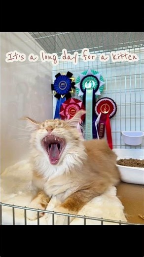 Sleepy kitten… winning big 🐾🏆