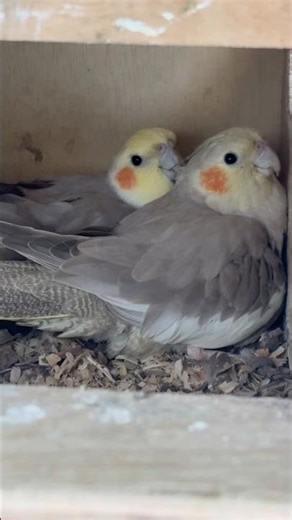 #cockatiel #birds #cockatielbird #cockatielsound #cockatielsinging #pets #parrot #ytshorts #shorts