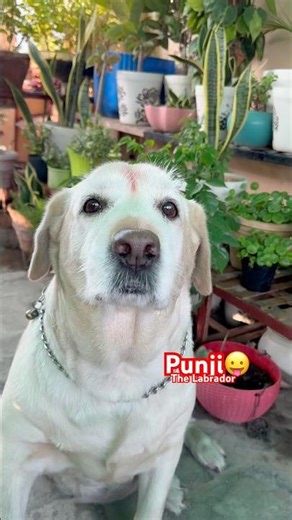 Pagal hai tu..😛#labrador #funnydog #dogshorts #labrador #punjithelabrador #doglovers#2026