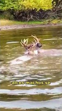 Two elk became entangled while fighting over a mate. #animals #Friendship #Us #fyp