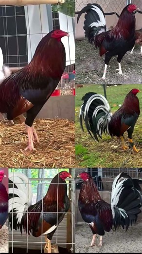 los famosos kelso cardenal