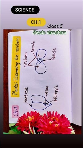 Class 5 Science Chapter 1 | Plants: Increasing the Numbers 🌱 | Seed Structure #seeds diagram#shorts