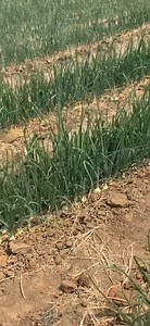 98 reactions · 14 comments | Stake Ayres Hybrid vs OPV vs GMO Recap Onion Planting Demo Day 16 March 2024 | Victor Shidono | Facebook
