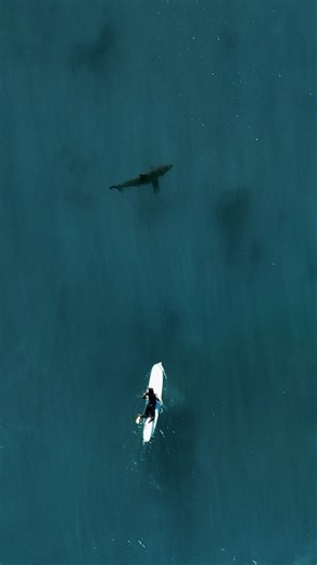Drone video of sharks in CA reveals surprising behavior