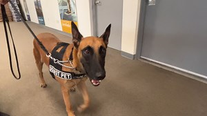 45K views · 2.1K reactions | We’re happy to announce that Officer Reagan has a new partner, K9 Bedi (pronounced Betty). She is a three-year-old Belgian Malinois and is the newest of our explosive detection K9s based at the Portland International Jetport! | Portland Maine Police Department | Facebook