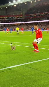 Funny Cat on the field 🤣🤣🤣 #soccer #football #soccerfootball #footballvideos #footballshorts #funnyfootball #funnyfootballvideos #viralfootballvideos | Football Lovers