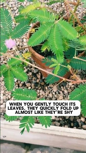 The AMAZING Shame Plant! You Won't Believe How It Reacts To Touch! #shameplant #shame