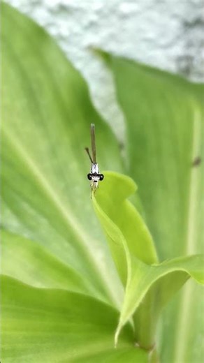 A damselfly on an insulin plant leaf wiggling its tail (front view)... #damselfly #animals #shorts