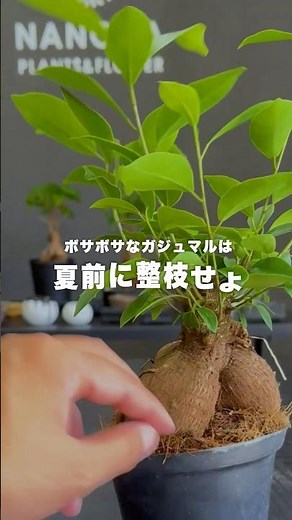 ボサボサなガジュマルの対処法 #観葉植物