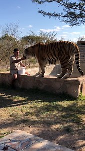 Apollo... beautiful 19 year old Siberian tiger. Only at JUGOMARO predator park. SA with Justin Justin Tigerboy Fernandes. #jugomaro #Tiger #limpopo #vaalwater | Jugomaro Predator Park SA 2.0