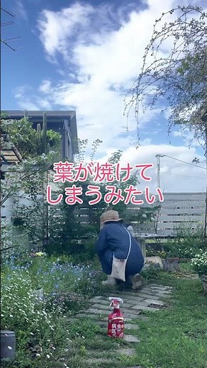 バラの消毒