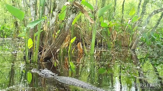 14K views · 124 reactions | Alligators are excellent swimmers! They have partially webbed feet that serve as paddles when swimming slowly, to swim fast, they tuck their legs against their body and use their long, powerful tail to sweep back & forth. . . . #savetheglades #americanalligator #alligator #alligatorsofinstagram #gator #gators #reptilesofinstagram #everglades #wildflorida #realflorida | Alligator Ron Bergeron | Facebook