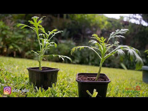 BEGINNERS GUIDE - PROPAGATION OF MARGUERITE DAISIES | ARGYRANTHEMUM