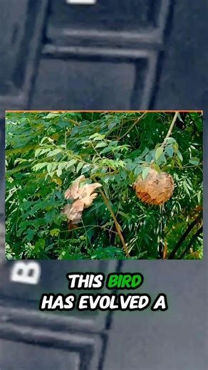 3.6K views · 24 reactions | A whole swarm of wasps and not a single one can do anything to hawk #whole #swarm #wasps #single #anything #hawk | Pets By Aamir | Facebook