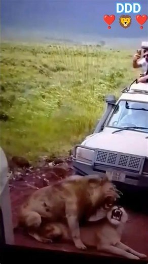 The Jungle King Of🦁❣️ Lion Mating Rituals And Behavior! #wildlife#animallife#animals#lion#fypシ#real