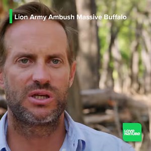 946K views · 31K reactions | In the African bush, lions don't have...