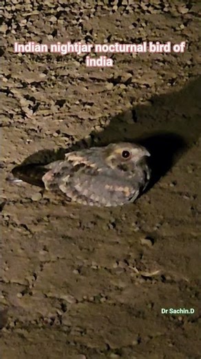 Indian nightjar.