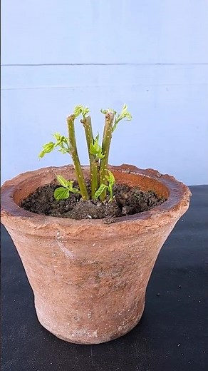 Proper way to grow mulberry trees from cuttings