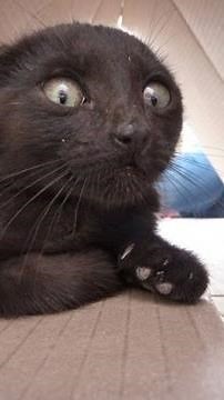 funny cat panic