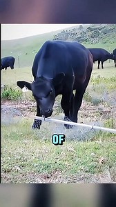 69K views · 137 reactions | 39️⃣ 鱗 Why Do Farmers Feed Magnets to Cows?! The Reason Will Shock You!  #shorts #FarmingHacks #ViralVideo #CowFacts #SmartFarming #MustWatch #USA | TechToday | Facebook
